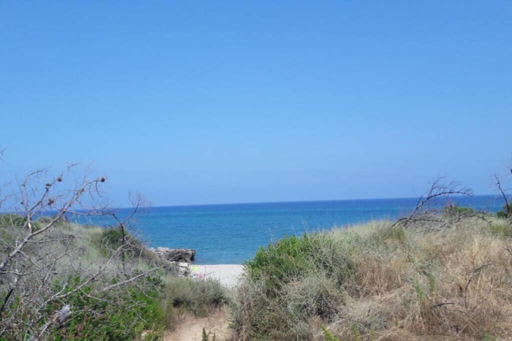Linguizzetta Appartement Les Pieds Dans L'Eau 300 M Plage - 2 Piscines מראה חיצוני תמונה
